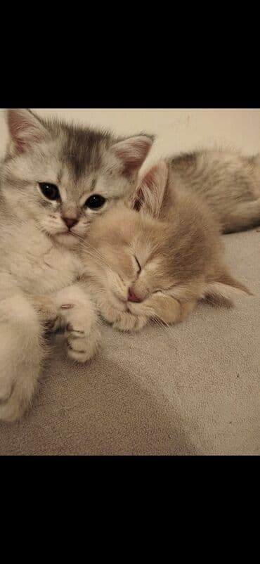 it etibarlı əllərə verilir: 50 ile 250 arasi cins saf qan pisiklerimiz var( Silver sinsila temiz — 18