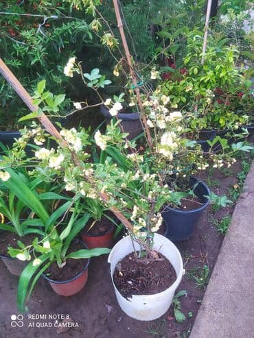 саженцы малины тарус: Qazon landşaft #qazon #torf #torf250litrlik Ekolayf #ekolayf balaken — 2