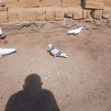 göyərcin: Xam tutulmadi goy ağ baş qiymet sondu — 1