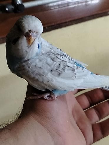 ÇEX Dişi bala ünvan Razin real alıcı narahat elesin QİYMET 15 AZN lalafo.az -da ÇEX Dişi bala ünvan Razin real alıcı narahat elesin QİYMET 15 AZN
