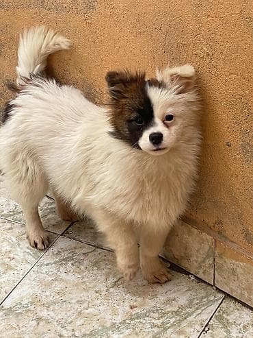 it qiz adlari: Şpitz, Erkek — 2