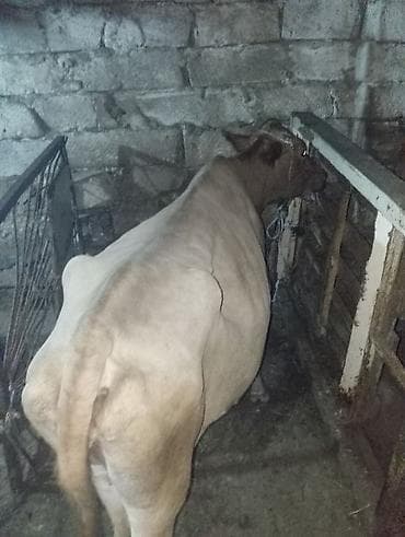 at satışları: Dişi, il: 3, 240 kq, Damazlıq, Südlük — 3