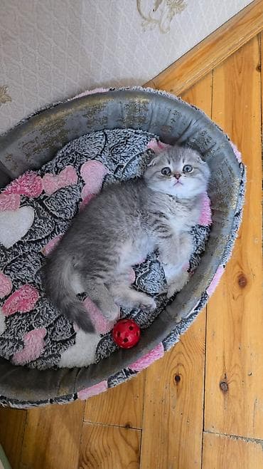 gence pisik: Şotland yastı qulaq — 2