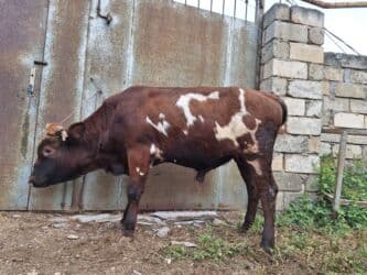 Gəmiricilər: Təmiz Cins Dana Erkək, damazlıq potensiallı təmiz cins dana. Rəngi — 4