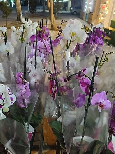 dekorativ işıq: - Rənglər: ağ, açıq bənövşəyi, çəhrayı və tünd bənövşəyi tonlar - Hər — 1