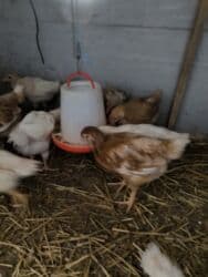 cuce sekli: 🐣 Lohman Brown Cücələri 10 ədəd 1 aylıq cücələrdi Tam sağlam və çox — 4