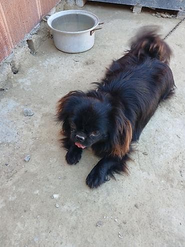 heyvanlar pişik: Pekines — 10