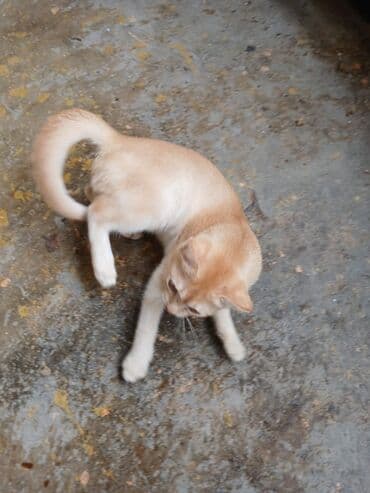 pişik tualet: Yaxşı əllərə — 2