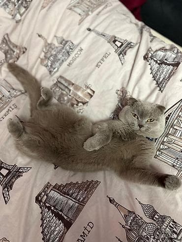 gold pisik: Şotland yastı qulaq — 2