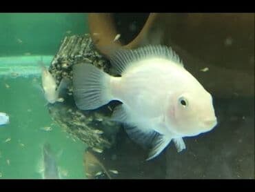 hələb kecilərin qiyməti: Cixlid balığı, Yırtıcı, Ünvandan götürmə, Ödənişli çatdırılma — 2