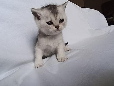 sort pisikler: Qızıl şinşilla, Erkək — 2