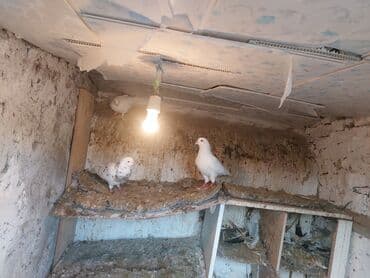 3D panellər: (qarışıq rəng və cinslər) Təsvir:kz guwlarmdir alvercindeyelm - — 4