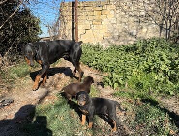 eşşək şəkili: Doberman, 1 ay, Rayonlara çatdırılma — 10