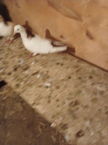 heyvanlara verilen xususi adlar: Desde qrmzi qurq Təsvir: - Rəng: ağımtıl bədən, boyun və qanadlarda — 3