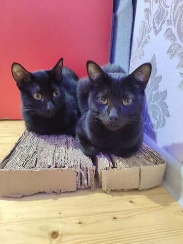 qara pişik: Yaxşı əllərə — 3