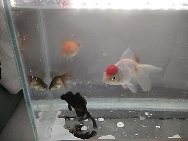 akvaryum baliqlar: Salam Akvarium ölçüleri 35 uzunlug 15 en 25 hundurluk.akvariumun — 2