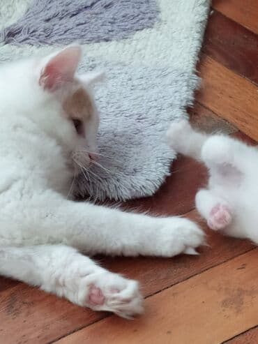 pişiy adları: Şotland, Erkək — 1