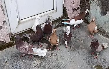 попугай жако купить в баку: Sağlam quşlardı. kom şəkildə satılır. 150 Azn. istənilən rayona — 1