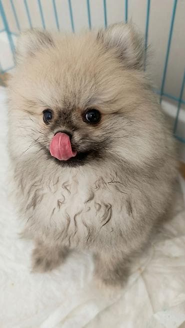 pomerian şpits: Şpitz, 4 ay, Erkek, Peyvəndli, Ünvandan götürmə — 7