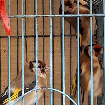 turac quşu: Cavan seqolar.tam qəfəs şəraitinə və bülbül yeminə salınmış.Qiymət — 2