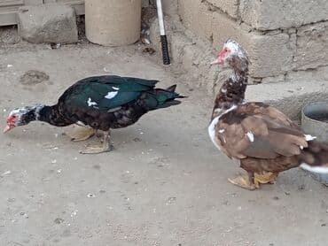 енот в баку купить: Krasnadar 1denede agaara erkeyler kökdüler tumluga Eladi maşdagadadi — 2