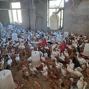 gence cuce: Satılır: yerli təsərrüfatda yetişdirilən ferm toyuqları (yumurta-ət — 2