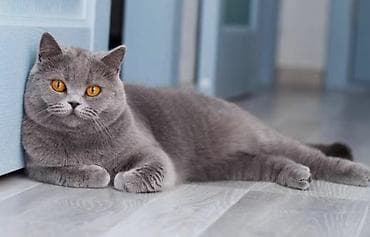 pisik şotlant: Şotland, Erkək, Yaxşı əllərə, Ünvandan götürmə — 2