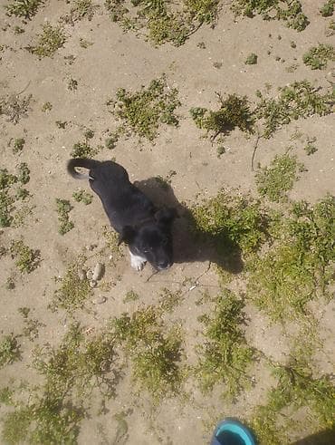 qanqal balası: Zvonok, 1 ay, Dişi, Peyvəndli, Ödənişli çatdırılma — 4