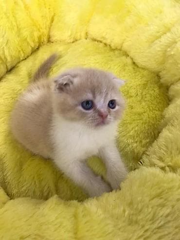 pişiy: Şotland — 3