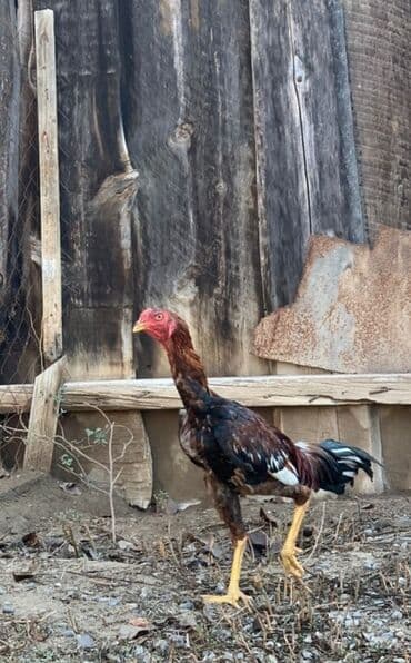 7 ci ayina 23 cu girib yaxwi qandi qiymet sondu qiymete gore