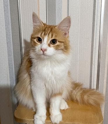 Dişi, Yaxşı əllərə