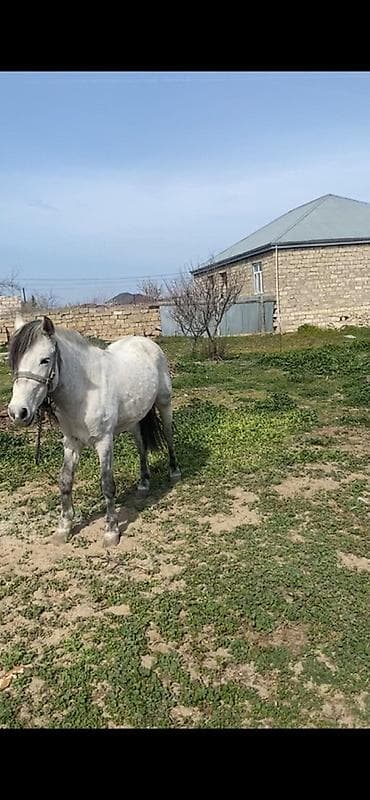 heyvan sahiblənmə: Erkək, il: 6 — 3