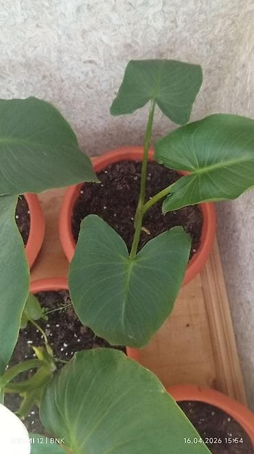 Ev bitkiləri – Filadendron və Sansevieriya (ilan bitkisi) - Növ