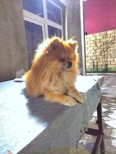 qax heyvan: Şpitz, 2 il, Erkek, Cütləşmə üçün — 3