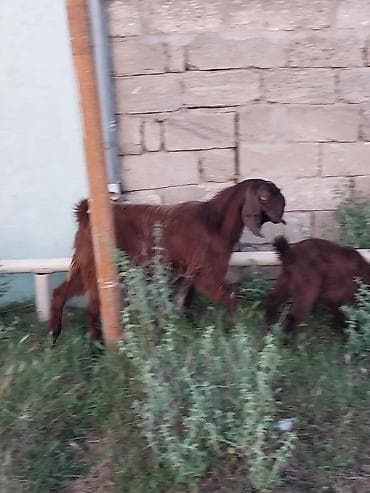 qara mal: Super Hələb keçisi ! 2 si birinci qarına doğub 2 sidə 3 qarına doğub — 1
