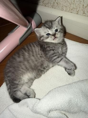 шотландская серебристая шиншилла купить: Шиншилла, В добрые руки — 2