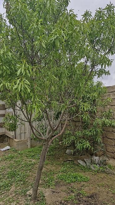 heyet evleri satisi: 3 otaqlı, 120 kv. m, Kredit yoxdur, Yeni təmirli — 8