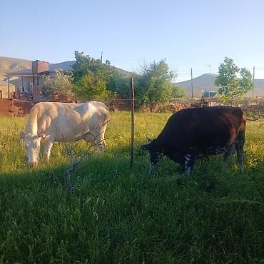 ala inek: Dişi, il: 6, Südlük, Ödənişli çatdırılma — 6