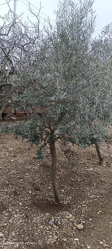 lipa agaci: Zeytun ağacları - Seçim: müxtəlif ölçü və yaşlarda zeytun ağacları - — 5