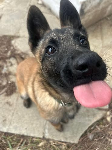 it satsi: Belçika çoban iti, 1 ay, Erkek, Ünvandan götürmə — 6