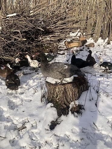 Musk ördəkləri (indoutka) – müxtəlif rəngli sürü - Növlər: musk