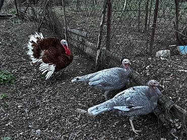 Şəkillərdə göstərilən hind quşularının yumurtaları satılır. qiyməti 2 lalafo.az -da Şəkillərdə göstərilən hind quşularının yumurtaları satılır. qiyməti 2