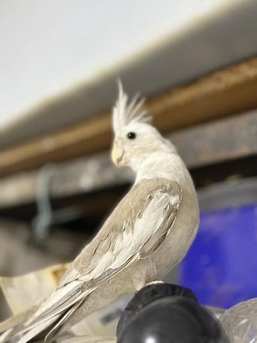 ağ quyruğ: Yanagsız korella (cockatiel) – xüsusi rəng mutasiyası. - Rcəng: açıq — 3