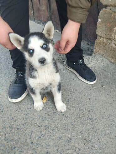 Xaski lalafo.az -da Xaski