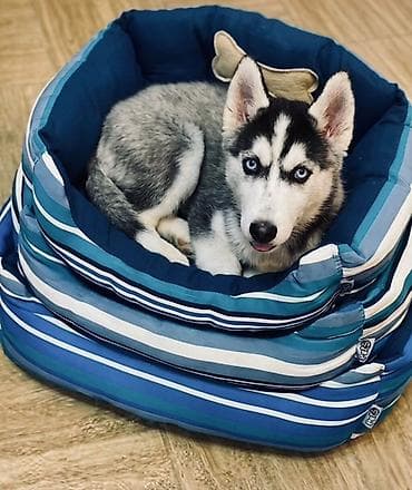 kanqal itlər: Bala hasqi satılır peyvendi derçanları hamısı olub 3 ay yarımlıqdı — 1