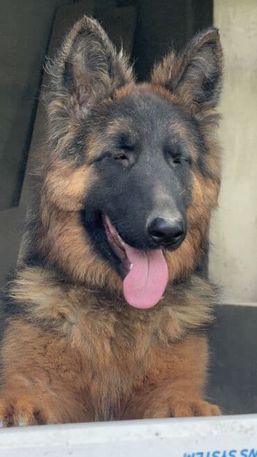 iti qovan: Alman çoban iti, 1 il, Dişi, Peyvəndli — 2