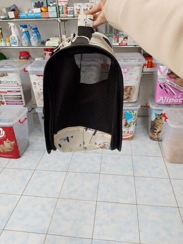 pişik itib: Fars, Erkək, Yaxşı əllərə, Ödənişli çatdırılma — 5