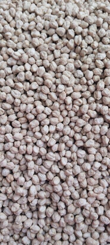 çiya toxumu ile ariqlamaq: Məhsul: Noxud toxumu (toxumluq) Təsvir:Toxumluq Ağ iri Dənəli — 2