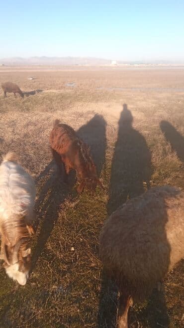 quzu satisi: Satılır: Qoyun-keçi sürüsü - Növ: Xalı, yerli qarabaş tiplərində — 4