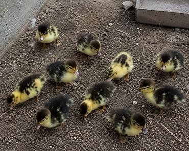 Satışda sağlam və baxımlı 60 ədəd Muscovy (Lal ördək) var. * Say: 60